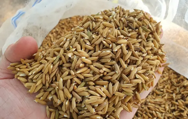 Ngâm trộn giống