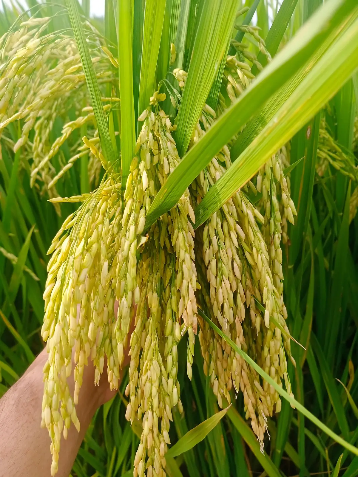 Rước hạt