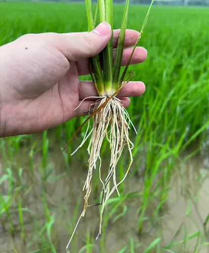 Đẻ nhánh